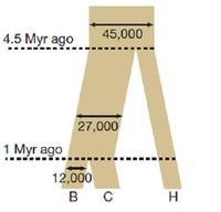 Эффективный размер предковых популяций в период расхождения видов. B –бонобо, C – шимпанзе, H – человек.