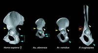 Слево направо — таз: человек, австралопитек афарский, ардипитек рамидус, шимпанзе. Источник: Ardipithecus ramidus (Science, от 2.10.2009) http://www.sciencemag.org/ardipithecus/
