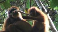 Совместное поедание добычи орангутанами (мамой и дочкой).