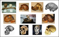 Рис. 1. Некоторые находки ископаемых гоминид, сделанные к 30-м годам 20-го века. Слева направо: Питекантроп (Триниль); череп родезийского человека (Кабве); череп неандертальца Гибралтар 1; череп пре-неандертальца Эрингсдорф IX; череп неандертальца Ле Мустье 1; челюсть гейдельбергского человека (Мауэр); череп неандертальца Ля Шапель-о-Сен; череп неандертальца  Спи 1; череп синантропа; череп австралопитека (Таунг);  череп неандертальца Ля Феррасси 1.