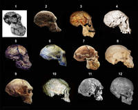 1 - Австралопитек афарский. 2 - Австралопитек африканский. 3 - Homo rudolfensis. 4 - Homo ergaster. 5 - Homo ergaster. 6 - Homo erectus (питекантроп). 7 - Homo erectus (синантроп). 8 - Homo heidelbergensis.
											9 - Homo heidelbergensis. 10 - Homo helmei. 11 - Homo sapiens idaltu. 12 - Homo sapiens sapiens.