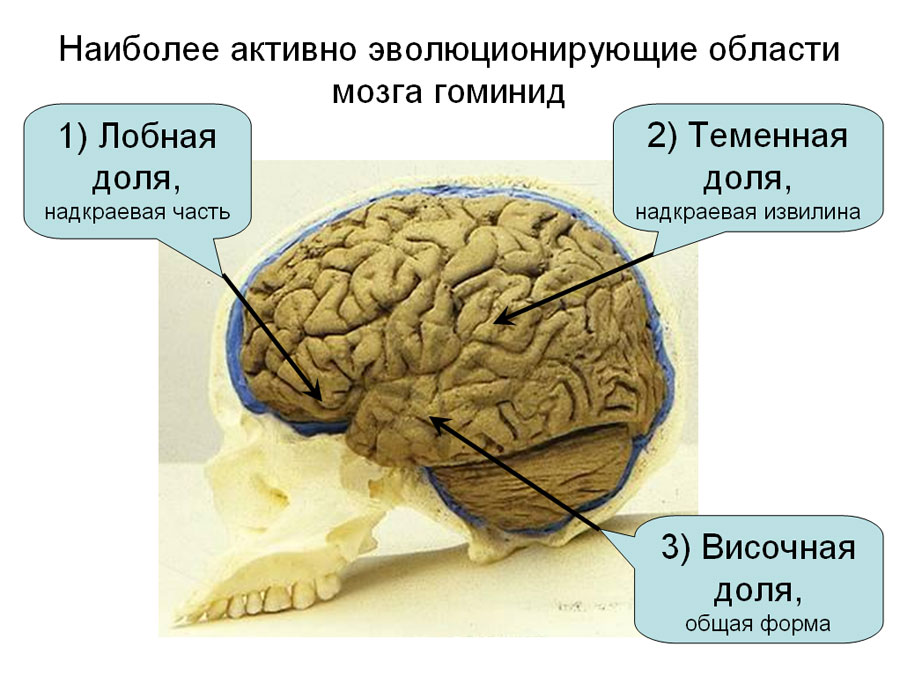Общие тенденции эволюции мозга человека - Антропогенез.РУ