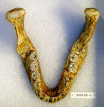 Нижняя челюсть KNM-BK 62
							Источник: http://middleawash.berkeley.edu/