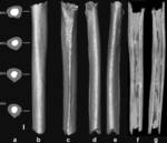 Бедреная кость Кресна 11 (компьютерная 3D-томограмма).
							Источник: Laurent Puymerail et al. Structural analysis of the Kresna 11 Homo erectus femoral shaft (Sangiran, Java) // Journal of Human Evolution 63 (2012) 741-749.