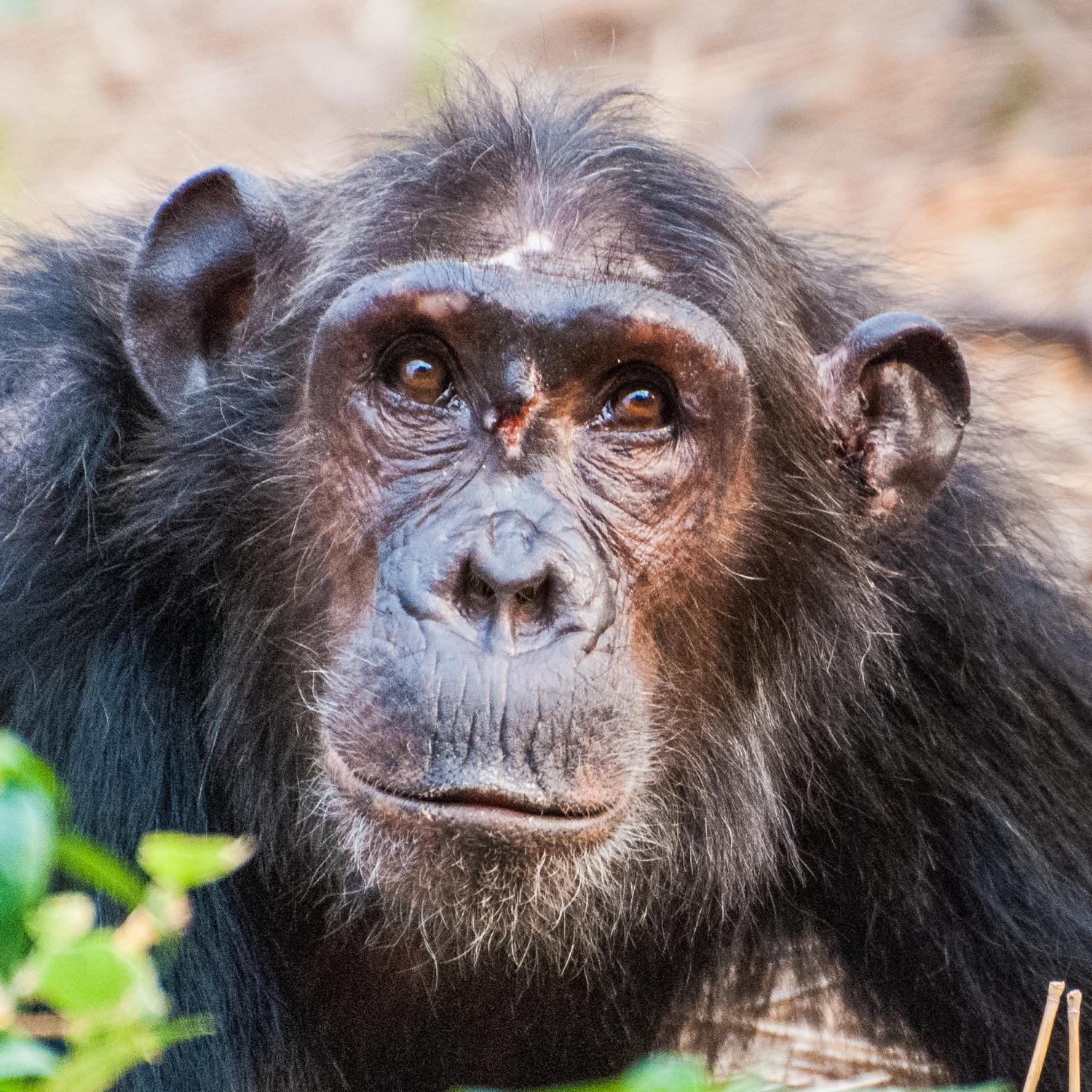 Мемные обезьяны. Швейнфуртовский шимпанзе. Черномордый шимпанзе. Злая обезьяна. Самка шимпанзе.