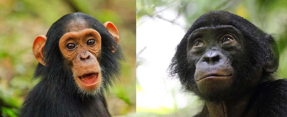 Судьба спасенной от рабства малышки бонобо: кому она теперь улыбается