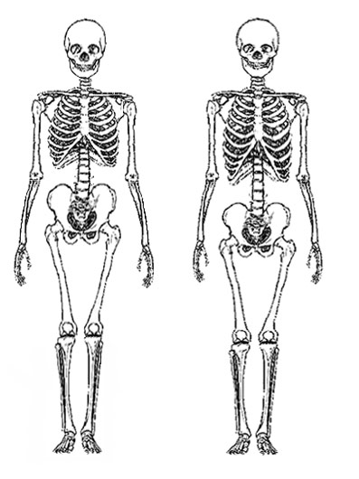 Скелет европейца и пигмея. Разница скелета взрослого и ребенка. Грацильный Тип. Мужской и женский скелет